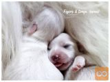 Coton de Tulear mladički