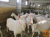 Moste-Polje Mali vrh pri Prežganju 23500 m2