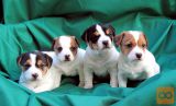 Jack Russell Terrier