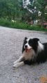 Border collie parjenje