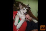 Aljaski malamut i akita inu stenci na prodaju