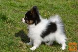 Papillon mladički (Metuljčki)