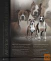 Ameriški Stafford Terrier - najava legla