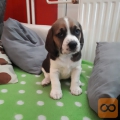 Beagle mladiči