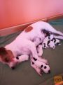 Parson Russel Terrier, mladički vrhunskega porekla