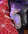 sphynx mladiči