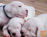 Dogo argentino i bulterijer stenci na prodaju