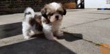 Champion Sired Shih Tzu mladički za prodajo