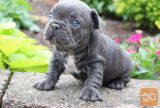 Achaluke Francoski Buldog