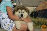 Aljaski malamut i akita inu stenci na prodaju