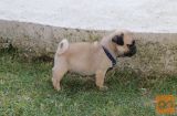 Mops, štenci
