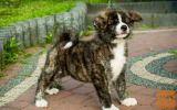 Akita inu i aljaski malamut stenci na prodaju