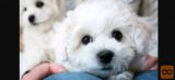 Bichon i bolonjezer stenci na prodaju