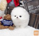 Pomeranci// topstarmicropuppiestore@gmail.com