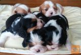Cavalier King Charles španjel