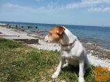 Parson russell terier,mladički:le še samička(ali samček)!