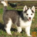 husky kuža
