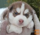 Sibirski haski i samojed stenci na prodaju
