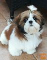SHIH TZU Z RODOVNIKOM