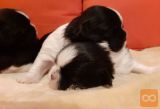 SHIH TZU MLADIČKI Z RODOVNIKOM