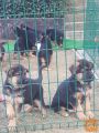 Mladiči nemški ovčar z rodovnikom