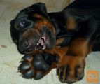 Doberman i rotvajler stenci na prodaju
