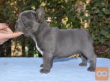 srečni francoski buldog