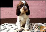 English Springer Spaniel