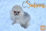 Pomeranac Boo mini moški