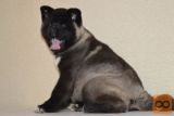 Akita inu i aljaski malamut stenci na prodaju