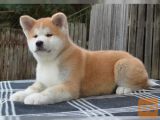 Akita inu štene