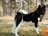 Američka akita mužjak