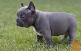 Mpeh Francoski Buldog