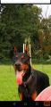 DOBERMAN MLADIČI