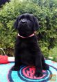 Izuzetna štenad labrador retrivera