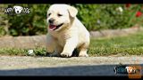 Labradorci/labradorec mladički – rezervacije/SLIKE+HD VIDEO