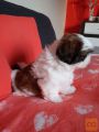 SHIH TZU Z RODOVNIKOM