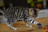 Rastehtana Toyger cat Available