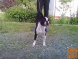 Boston terrier samička