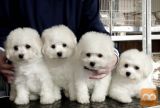 bichon frize cross puppies
