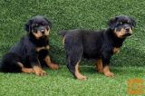 zdravih Rotweiler mladičkov