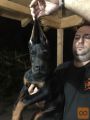 Doberman štenci