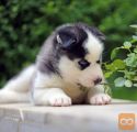 Sibirski haski i samojed stenci na prodaju