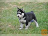 simpatični sibirski Husky mladički
