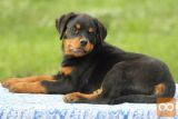 Rotvajler i doberman stenci na prodaju