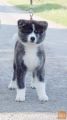 Akita Inu