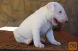 Bulterijer i dogo argentino stenci na prodaju