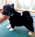 mladiči pomsky na voljo