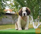Bernardinec Mladički - St.bernard kennel Od Mikija