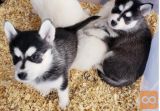 Pomsky štenad na prodaju